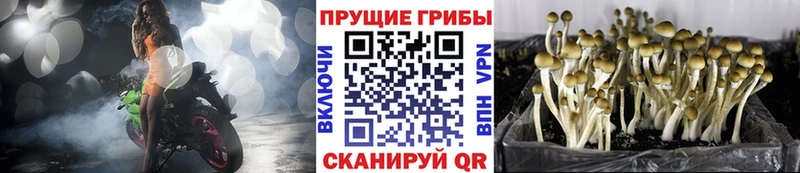где можно купить наркотик  Козьмодемьянск  Галлюциногенные грибы Psilocybine cubensis 